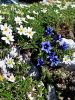 114_03_07cd_svisc_Cllusijev_Gentiana_clusii_IMG_1678a.jpg
