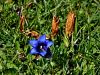 114_03_07ce_svisc_Clusijev_Gentiana_Clusii_IMG_4240aA.jpg
