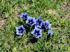 114_03_07ch_svisc_Clusijev_Gentiana_clusii_IMG_7271aa.jpg