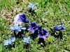114_03_07cj_svisc_Clusijev_Gentiana_clusii_IMG_7259aa.jpg