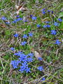 114_03_09ba_spomladanski_svisc_Gentiana_verna.jpg