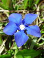 114_03_09bc_spomladanski_svisc_Gentiana_verna.jpg