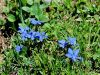 114_03_09cb_svisc_spomladanski_Gentiana_verna_IMG_7236aa.jpg