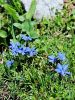 114_03_09cc_svisc_spomladanski_Gentiana_verna_IMG_7237aa.jpg