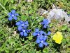 114_03_09cd_svisc_spomladanski_Gentiana_verna_IMG_7241aa.jpg
