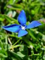 114_03_11cd_Svisc_nizki_Gentiana_pumila_DSC01469.jpg