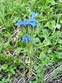 114_03_14ca_Svisc_trebusasti_2a_Gentiana_utriculosa_ca.jpg