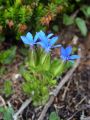 114_03_14cb_Svisc_trebusasti_Gentiana_utriculosa_cb.jpg