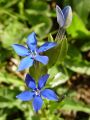 114_03_14cc_Svisc_trebusasti_Gentiana_utriculosa_cc.jpg