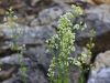118_03_14cc_lakota_blesceca_Galium_lucidum_IMG_6045a.jpg