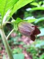 119_02_01bd_Volcja_cesnja_Atropa_bella-donna_2010_05170004.jpg