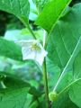 119_05_01bb_Volcje_jabolko_navadno_Physalis_alkekengi_2010_06050039.jpg