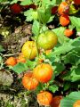 119_05_01bd_Volcje_jabolko_navadno_Physalis_alkekengi_DSC02511.jpg