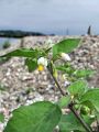 119_07_01ab_Pasje_zelisce_Solanum_nigrum_2010_08200009a.jpg