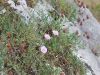 120_01_02ab_slak_primorski_Convolvulus_cantabrica_2015-04-30_IMG_0291a.jpg