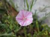 120_01_02ac_slak_primorski_Convolvulus_cantabrica_2015-04-30_IMG_0292a.jpg
