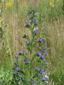 122_06_01ab_gadovec_navadni_Echium_vulgare_ab.jpg