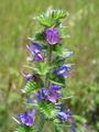 122_06_01ac_gadovec_navadni_Echium_vulgare_ac.jpg