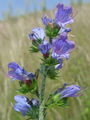 122_06_01ad_gadovec_navadni_Echium_vulgare_ad.jpg