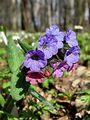 122_07_01bc_Pljucnik_navadni_2_Pulmonaria_officinalisDSC08018.jpg