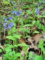 122_07_02cb_Pljucnik_stajerski_Pulmonaria_striaca_DSC08453.jpg