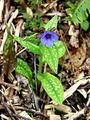 122_07_02cc_Pljucnik_stajerski_Pulmonaria_striaca_DSC08572.jpg