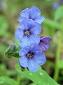 122_07_02cd_Pljucnik_stajerski_Pulmonaria_striaca_DSC08455.jpg