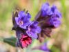 122_07_05ce_pljucnik_juzni_Pulmonaria_australis_IMG_0111a.jpg