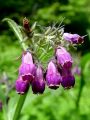 122_09_01bc_Gabez_navadni_Symphytum_officinale.jpg