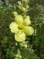 125_01_10ab_lucnik_navadni_Verbascum_phlomoides_ab.jpg