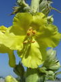 125_01_10ac_lucnik_navadni_Verbascum_phlomoides_ac.jpg