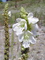 125_01_10bd_navadni_lucnik_Verbascum_phlomoides_DSC01627.jpg