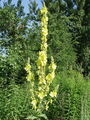 125_01_11bb_velecvetni_lucnik_Verbascum_densiflorum_DSC09964.jpg