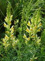 125_05_03bb_navadna_madronscica_Linaria_vulgaris.jpg