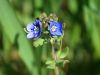 125_15_13bc_jeticnik_tridelni_Veronica_triphyllos_IMG_0085aa.jpg