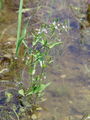 125_15_32ba_vodni_jeticnik_Veronica_anagallis-aquatica_DSC00240.jpg