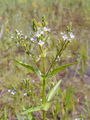 125_15_32bb_vodni_jeticnik_Veronica_anagallis-aquatica_DSC00235.jpg