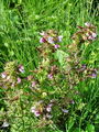 125_20_07cb_Usivec_mocvirski_Pedicularis_palustris_V_DSC09917.jpg