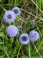 126_01_01ab_mracica_navadna_Globularia_punctata_ab.JPG