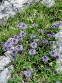 126_01_02ba_Mracica_srcastolistna_Globularia_cordifolia_DSC02051.jpg