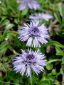 126_01_02bc_Mracica_srcastolistna_Globularia_cordifolia_DSC02052.jpg