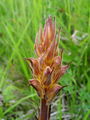 127_01_99aa_pojalnik_Orobanche_aa.jpg