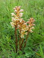 127_01_99ab_pojalnik_Orobanche_ab.jpg