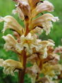 127_01_99ac_pojalnik_Orobanche_ac.jpg