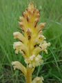 127_01_99ae_pojalnik_Orobanche_ae.JPG
