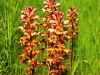 127_01_99ag_Pojalnik_Orobanche_IMG_6686a.jpg