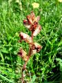 127_01_99cb_Pojalnik_Orobanche_DSC00034.jpg