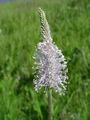 128_01_03ac_trpotec_srednji_Plantago_media_ac.jpg