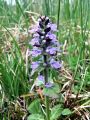 133_01_02bb_skrecnik_plazeci_Ajuga_reptans_2010_05010071.jpg