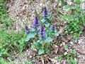 133_01_03ca_skrecnik_dlakavi_ca_Ajuga_genevensis_2014_04120055.jpg
